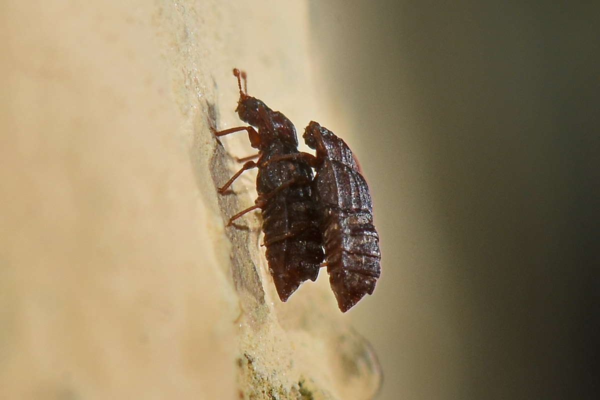 Staphylinidae:  Micropeplus sp?  S, Micropeplus staphylinoides